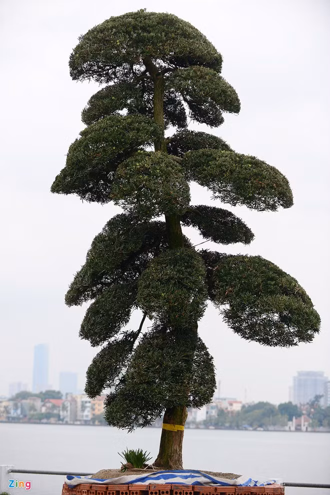  Một cây khác có tuổi đời gần 100 năm, được định giá trên 1 tỷ đồng.