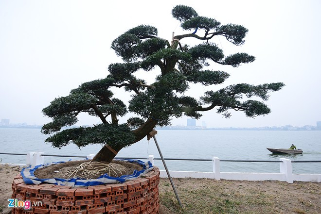 Vườn tùng trăm tuổi giá hàng chục tỷ đồng bán Tết ở Hà Nội