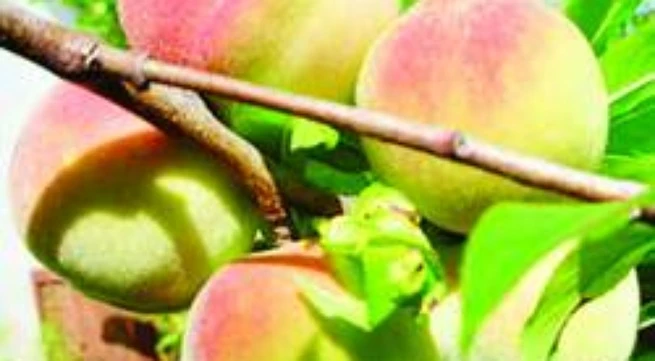 Công dụng chữa bệnh của quả đào