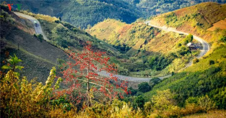 Ngam hoa gao dep ruc ro tren nui rung Tay Bac hung vi - Anh 4