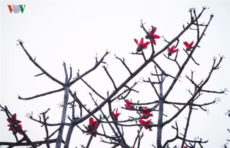 Ngam hoa gao dep ruc ro tren nui rung Tay Bac hung vi - Anh 14