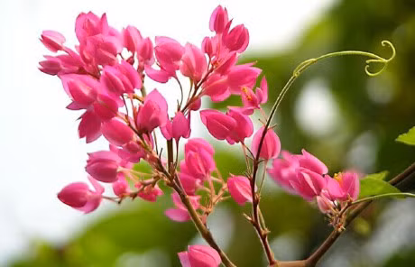 Ky thuat trong va cham soc hoa tigon cho tuong nha ruc ro don Xuan - Anh 8