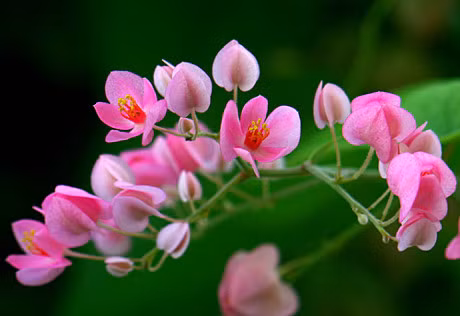 Ky thuat trong va cham soc hoa tigon cho tuong nha ruc ro don Xuan - Anh 5