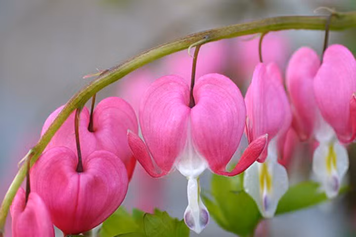 Kỹ thuật trồng và chăm sóc hoa tigon cho tường nhà rực rỡ đón Xuân