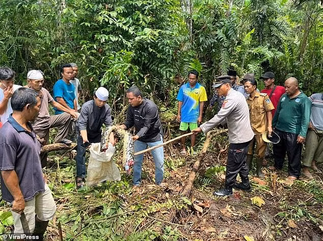 Con trăn lưới dài gần 7 mét đã nuốt chửng người phụ nữ 54 tuổi.