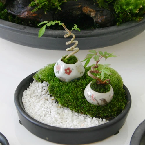 Bonsai siêu tí hon