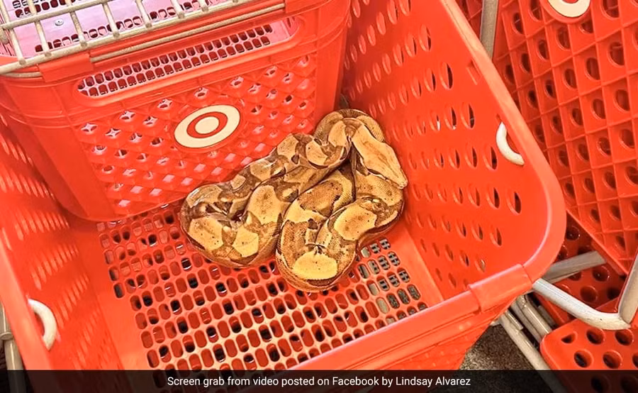 Con trăn trong cửa hàng ở Iowa.