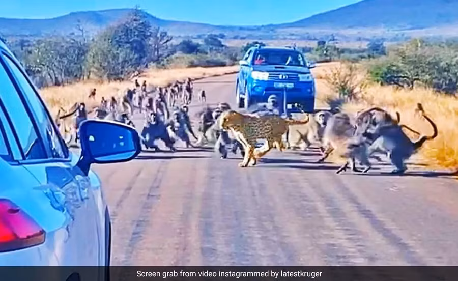 Con báo bỏ chạy vì đàn khỉ đầu chó đông đúc.