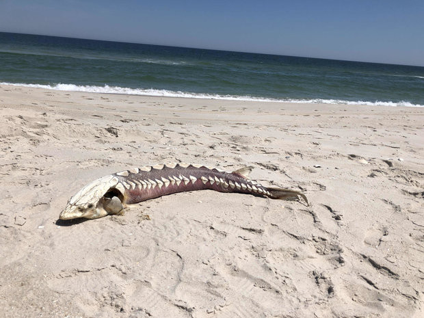 Xác sinh vật lạ dạt vào bờ biển Mỹ Xác sinh vật lạ dạt vào bờ biển Mỹ