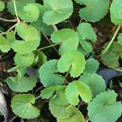 Seo loi nhu con ret cung mo nho loai rau rat don gian nay - Anh 1