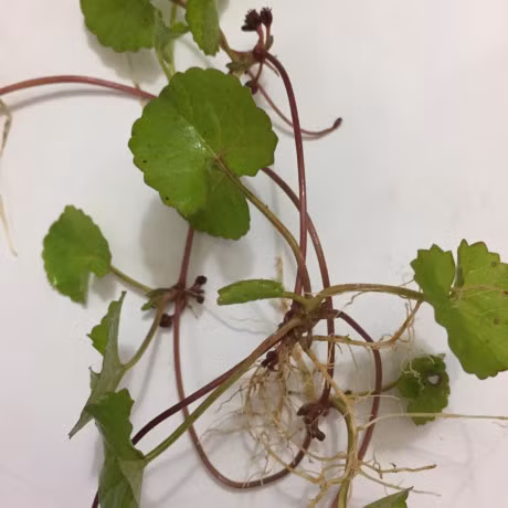 Seo loi nhu con ret cung mo nho loai rau rat don gian nay - Anh 2