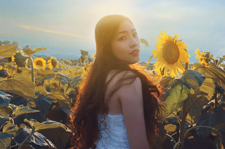 Hướng dương khoe sắc