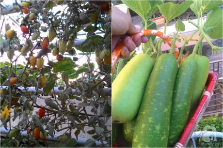 San thuong 70m² bat ngan rau qua sach cua doi vo chong tre o Sai Gon - Anh 12