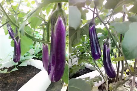 San thuong 70m² bat ngan rau qua sach cua doi vo chong tre o Sai Gon - Anh 14