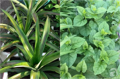 San thuong 70m² bat ngan rau qua sach cua doi vo chong tre o Sai Gon - Anh 15