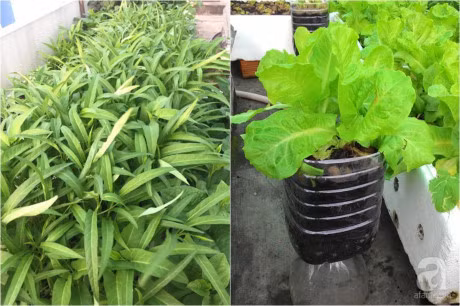 San thuong 70m² bat ngan rau qua sach cua doi vo chong tre o Sai Gon - Anh 24