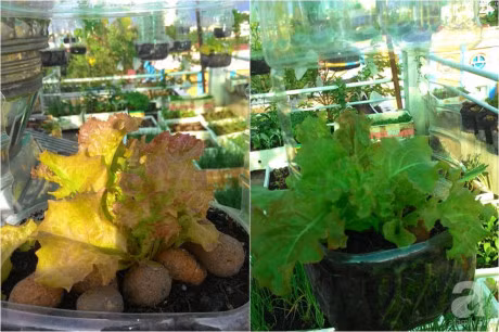 San thuong 70m² bat ngan rau qua sach cua doi vo chong tre o Sai Gon - Anh 23