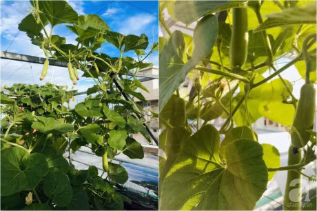 San thuong 70m² bat ngan rau qua sach cua doi vo chong tre o Sai Gon - Anh 5