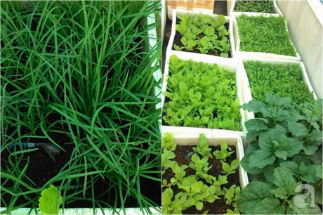 San thuong 70m² bat ngan rau qua sach cua doi vo chong tre o Sai Gon - Anh 25