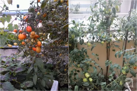 San thuong 70m² bat ngan rau qua sach cua doi vo chong tre o Sai Gon - Anh 13