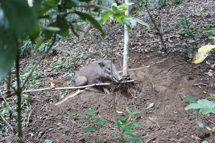 Săn bắn mới thực sự là mối đe dọa lớn nhất đối với đa dạng sinh học Đông Nam Á