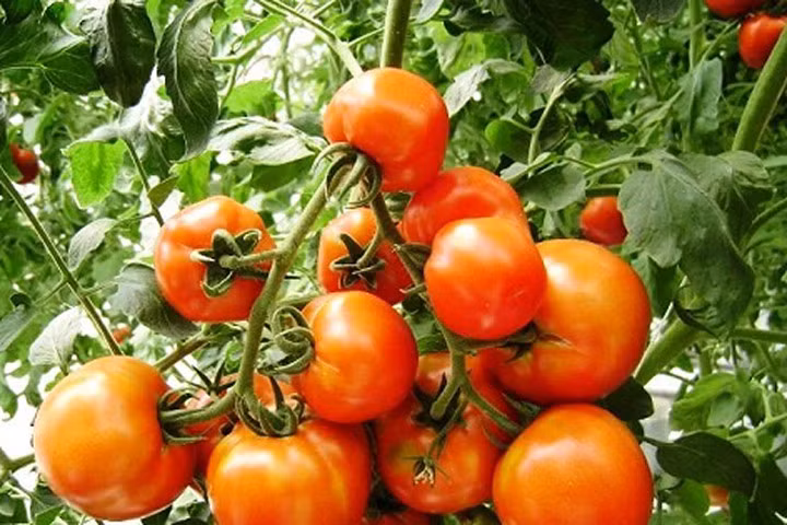 Kỹ thuật trồng cây cà chua trên sân thượng cực đơn giản