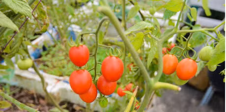 Ky thuat trong cay ca chua tren san thuong cuc don gian - Anh 3