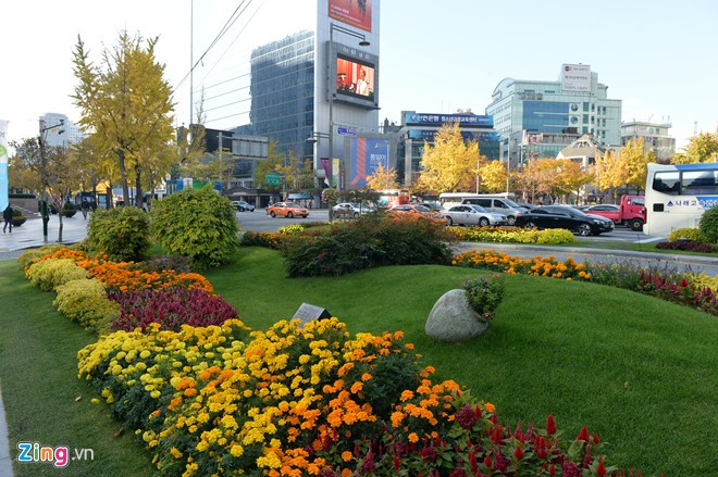 Mùa thu đi trên tuyến đường này, bạn sẽ được ngắm nhiều loài hoa rực rỡ. Con đường VIP ở thủ đô Seoul