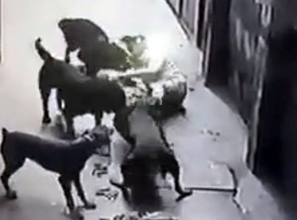4 con chó dữ cắn xé chủ nhân ngày 12/3. Ảnh cắt từ clip.