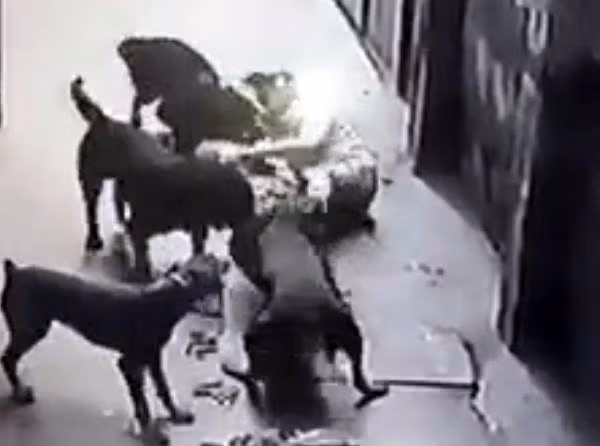 4 con chó dữ cắn xé chủ nhân ngày 12/3. Ảnh cắt từ clip.