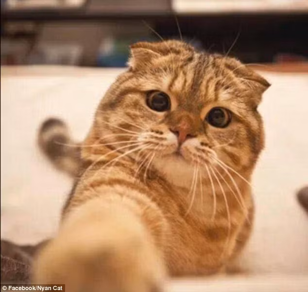 Lý giải thú vị về bức ảnh chú mèo tự sướng “triệu like” đang gây sốt ảnh 5