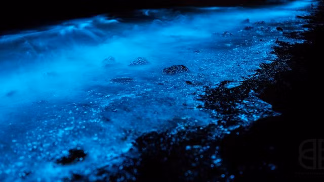 Ảnh: Blackpaw Photography