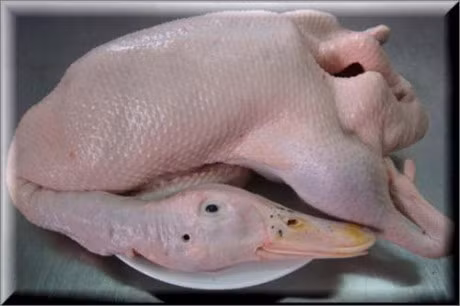 Meo don gian nhat de nho long vit that nhanh, sach se, khong con mui hoi - Anh 1