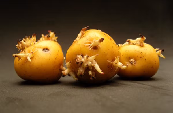 “Giật mình” những thực phẩm tưởng chừng vô hại nhưng “rất độc“