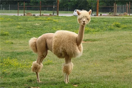 Đề thi kỳ lạ ở các trường đại học Trung Quốc ảnh 2