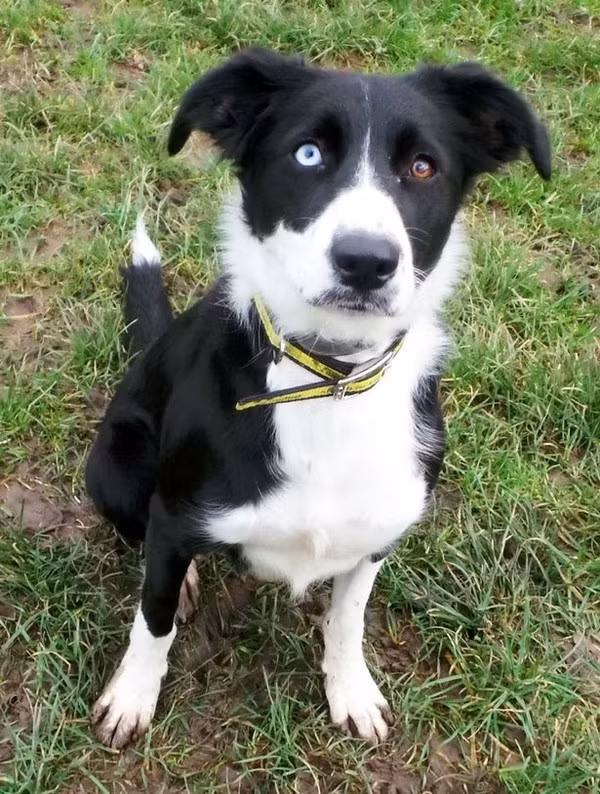 “Không thể tin nổi” sự thay đổi của động vật đột biến gen ảnh 3