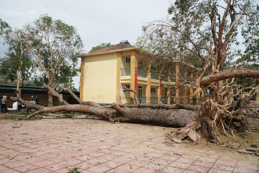 Cây cổ thụ bị bật gốc tại Trường Tiểu học Nghi Thu được cắt tỉa đưa ra khỏi khuôn viên trường. khac-phuc-bao-lu-nghe-an-2.jpg