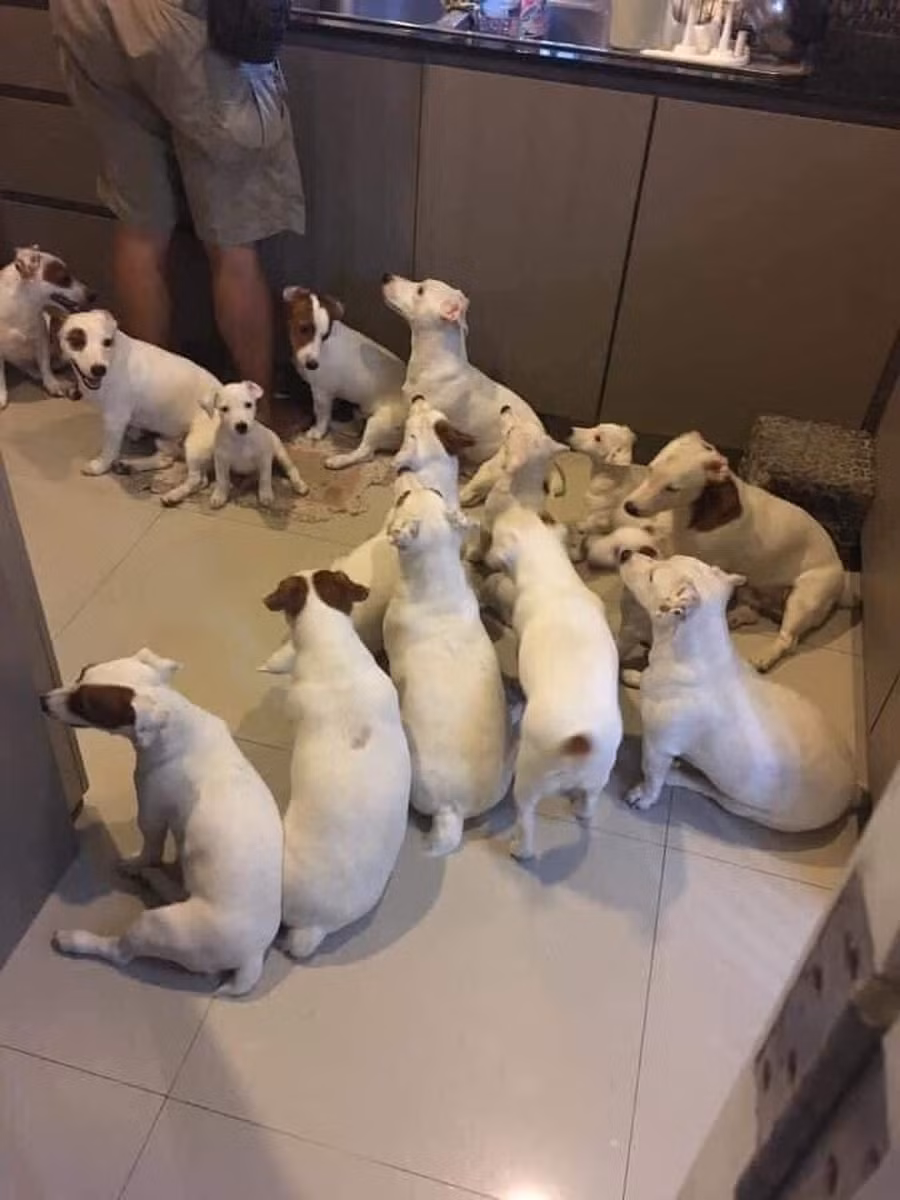 Từ 2 chú chó, sau 3 năm "nhân khẩu trong nhà" đã tăng như thế này đây.