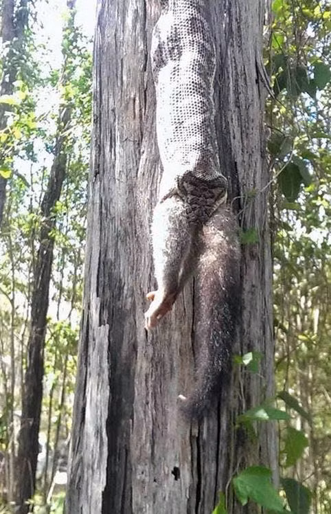 Ngồi dưới gốc cây thì nghe thấy tiếng nuốt trên đầu, người phụ nữ kinh sợ trước cảnh tượng bắt gặp - Ảnh 2.