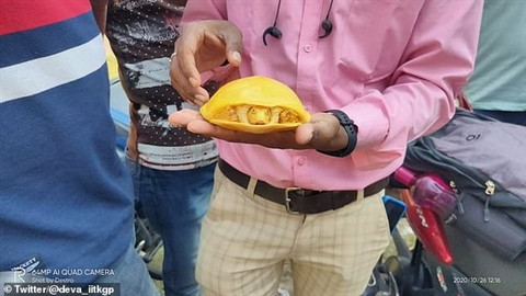 Bắt được rùa vàng cực kỳ quý hiếm trong ao làng Bat duoc rua vang cuc ky quy hiem trong ao lang