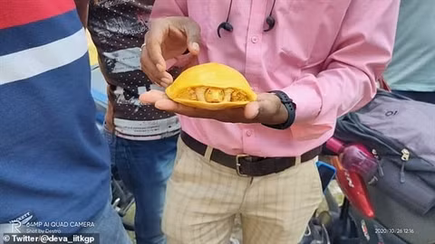 Bat duoc rua vang cuc ky quy hiem trong ao lang