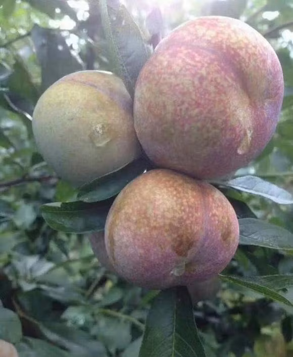 4 mẹo chọn mận ngon, mọng nước và không hóa chất ảnh 1