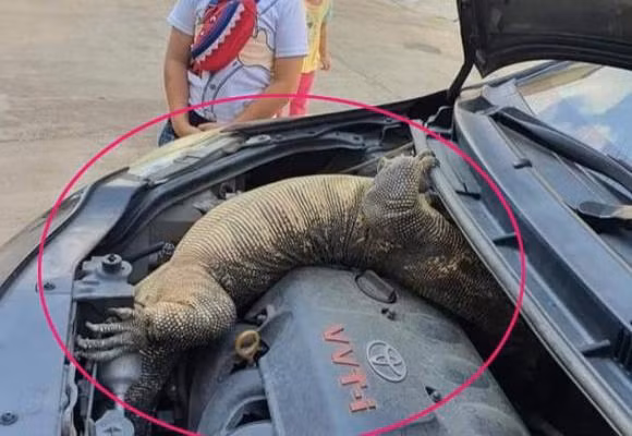 chuyện lạ, mua xe, chú ý khi lái xe