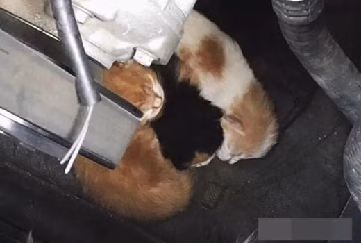 chuyện lạ, mua xe, chú ý khi lái xe