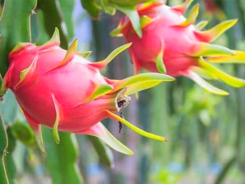 phong thủy gia đình, phong thủy ban thờ, Có hai loại quả trong phong thủy tốt