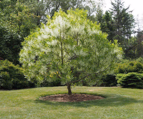 7 loại cây cảnh trồng trước cửa nhà giúp tài vận lên cao ảnh 4