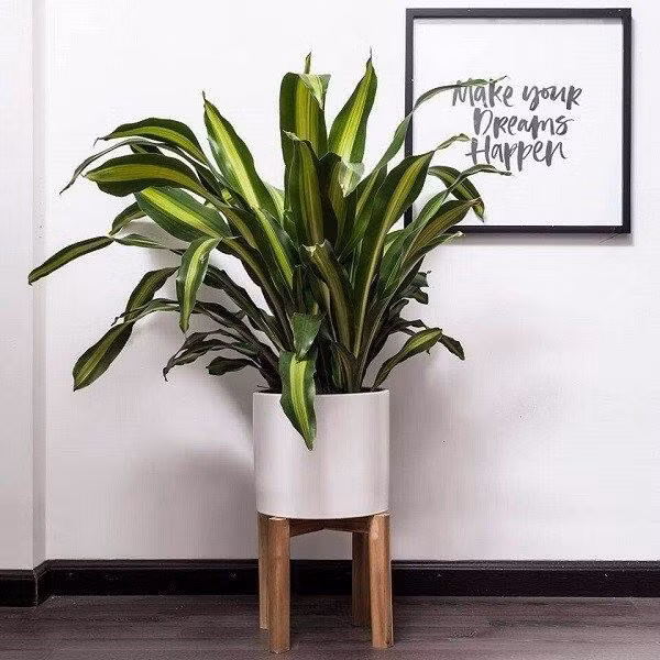 7 loại cây cảnh trồng trước cửa nhà giúp tài vận lên cao ảnh 5