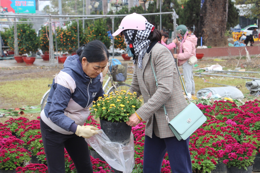 Cúc mâm xôi được đông đảo người dân Điện Biên mua về trưng bày.