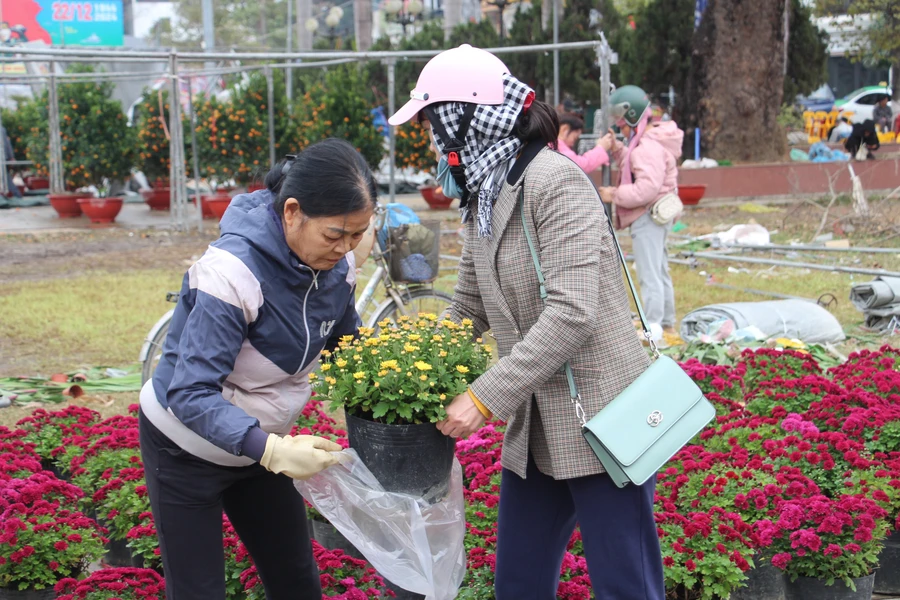 Cúc mâm xôi được đông đảo người dân Điện Biên mua về trưng bày.