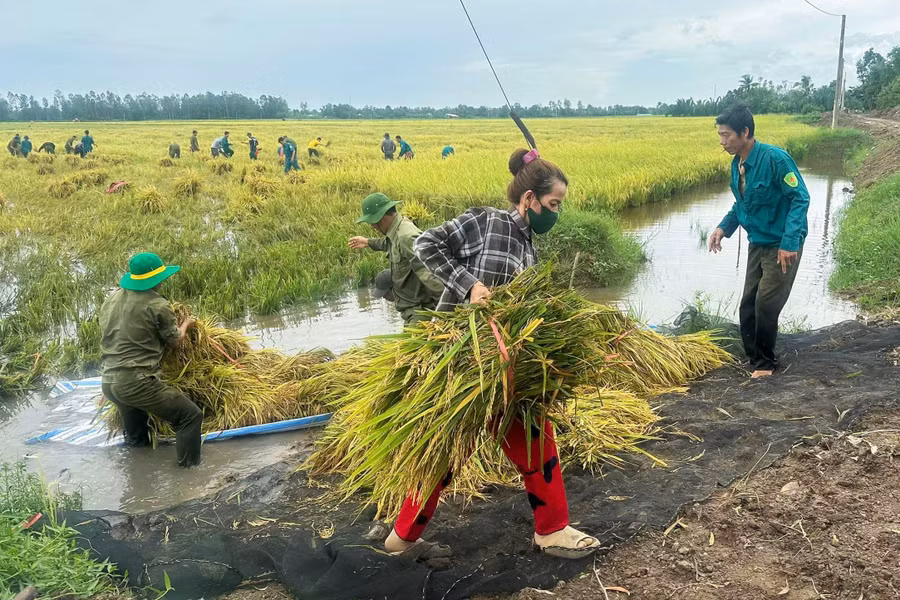 kien giang lua thiet hai do mua bao (2).jpg